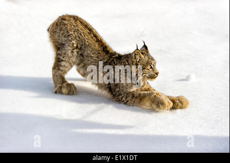 Gefangene junge Rotluchs (Lynx Rufus) im Spätwinter Gebirgs-Lebensraum von Bozeman, Montana, USA Stockfoto