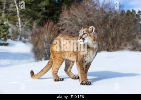 Captive Berglöwe (Puma Concolor Couguar) im Schnee Bozeman, Montana, USA Stockfoto