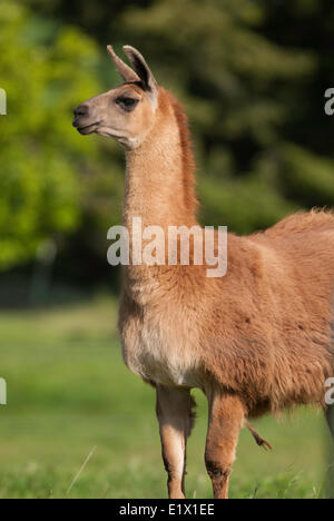 Lama, Lama Glama, stehend auf Wiese Palouse, Wash, USA Stockfoto