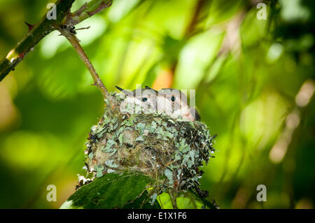 Zwei junge (Selasphorus Rufus) Brummen Vögel warten auf die nächste Fütterung. Stockfoto