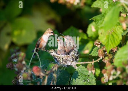 Zwei baby-Kolibris (Selasphorus Rufus) in ihrem Nest. Sie sind fast fertig, das Nest zu verlassen. Steveston, Britisch-Kolumbien Stockfoto