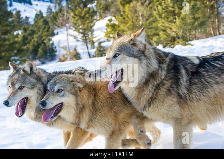 Grey Wolf Timber Wolf (Canis Lupus), Bozeman, Montana, USA Stockfoto