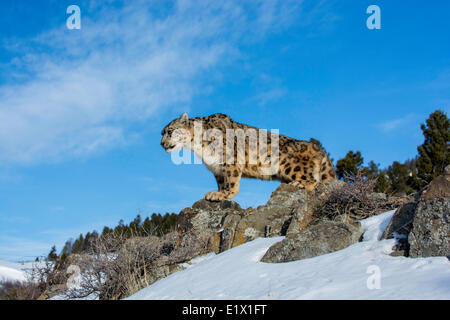Schneeleopard (Panthera Uncia oder Uncia Uncia), Bozeman, Montana, USA Stockfoto