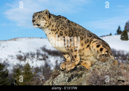 Schneeleopard (Panthera Uncia oder Uncia Uncia), Bozeman, Montana, USA Stockfoto