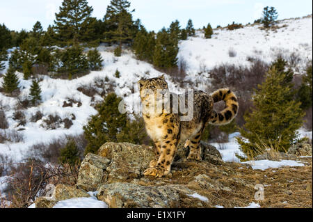 Schneeleopard (Panthera Uncia oder Uncia Uncia), Bozeman, Montana, USA Stockfoto