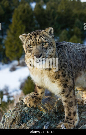 Schneeleopard (Panthera Uncia oder Uncia Uncia), Bozeman, Montana, USA Stockfoto