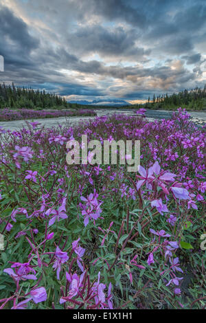 Weidenröschen (Chamerion Angustifolium) Linie Quill Creek entlang des Haines Highway. Stockfoto