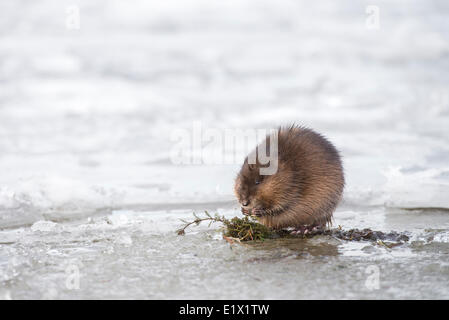 Bisamratte Ondatra Zibethicus, essen Algen am eisigen Ufer des Okanagan Lake in Penticton, Britisch-Kolumbien, Kanada. Stockfoto