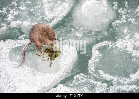 Bisamratte Ondatra Zibethicus, essen Algen am eisigen Ufer des Okanagan Lake in Penticton, Britisch-Kolumbien, Kanada. Stockfoto