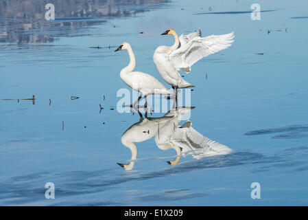 Zwei Trumpeter Schwäne, Cygnus Buccinator, Nachdenken über gefrorene Skaha See im Winter in Penticton, Britisch-Kolumbien, Kanada. Stockfoto