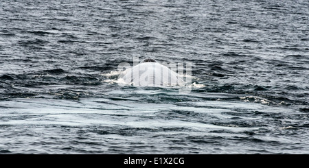 Blauwal Tauchen und Fußabdruck, hinterlässt, Isla Carmen, Sea of Cortez, Baja, Mexiko Stockfoto