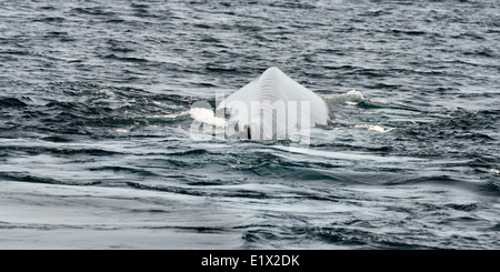 Blauwal Rückenflosse und Footpring, Isla Carmen, Sea of Cortez, Baja, Mexiko Stockfoto