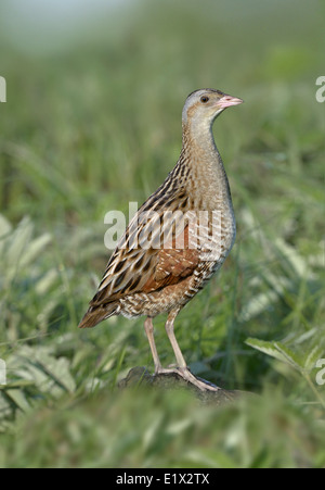 Mais Crake Crex crex Stockfoto