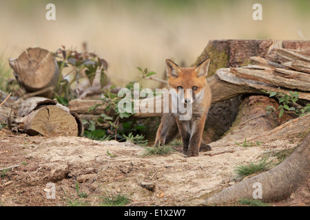 Red Fox Cub am Eingang zu seiner Erde Stockfoto