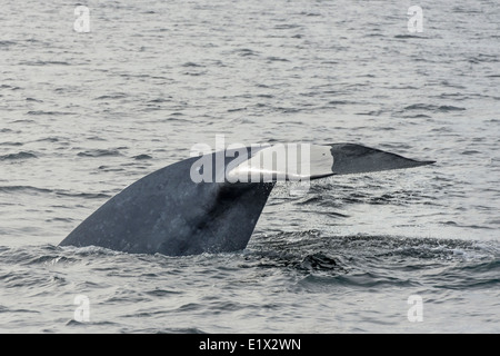Blue whale Tauchen von Isla Carmen, Sea of Cortez, Baja, Mexiko Stockfoto