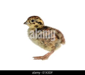 Grey Partridge-Perdix perdix Stockfoto