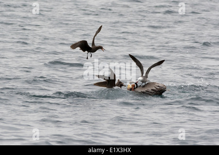 Jugendliche und Erwachsene Heermann Möwen Angriff auf eine braune Pelikan für die Zucht von Farben, Sea of Cortez, Baja, Mexiko Stockfoto