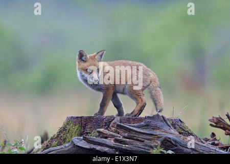 Wild Red Fox Cub auf einem Baumstumpf Stockfoto