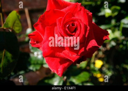 Rote Rose Ruby Hochzeit Worcester Worcestershire England UK. Stockfoto