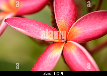 Rosa Plumeria Blumen auf dem Baum, Nahaufnahme, Ansicht von oben Stockfoto