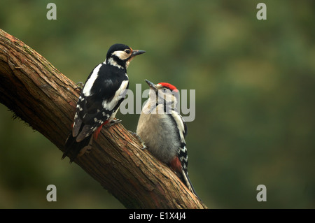 Weibliche Buntspecht Fütterung junge Küken Stockfoto