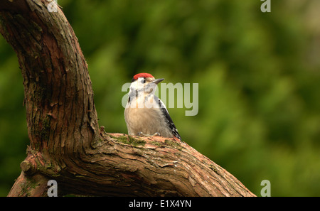 Great Spotted Woodpecker Küken auf Ast Stockfoto