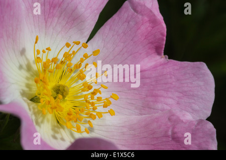 Seitenansicht der Blüte der Hundsrose (Rosa Canina), Cambridgeshire, England Stockfoto