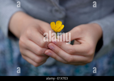 Ein Kind hält eine einzelne gelbe Butterblume in Nahaufnahme. Stockfoto