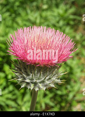 Makro-Bild der rosa Distel Blume Stockfoto