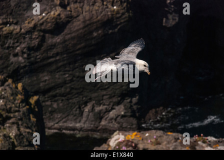 Fulmar hängen in den Wind, Shetland Schottland Stockfoto