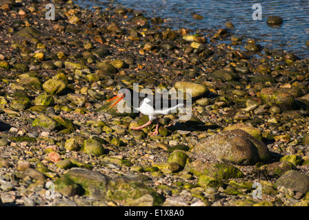 Ein einsamer Austernfischer auf die Schindel in Shetland Schottland Stockfoto