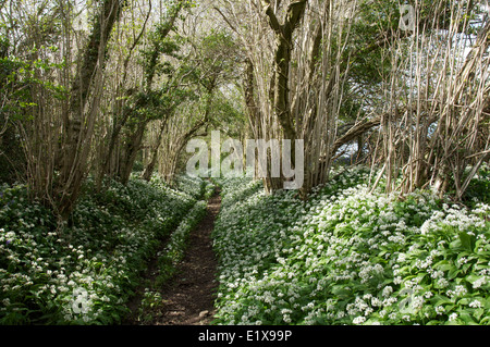 Frühling in der englischen Landschaft. Bärlauch (Allium Ursinum) wachsen neben schattigen Reitweg in ländlichen Dorset. England, United Kingdom. Stockfoto