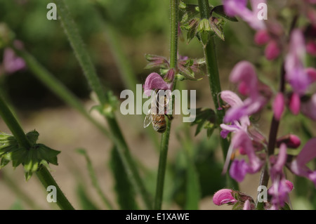 Salbei (Salvia Oficinalis) Blüte mit einer Biene, Makro Stockfoto