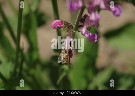 Salbei (Salvia Oficinalis) Blüte mit einer Biene, Makro Stockfoto