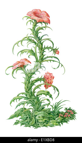 Märchenhafte Freesie Blumenmalerei. Isoliert auf weiss Stockfoto