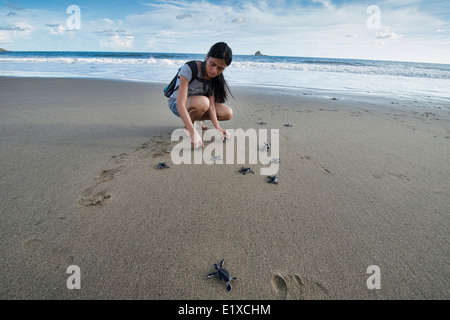 Baby-Schildkröten (Chelonia Mydas) machen ihren Weg zum Meer für die erste Zeit, Sukamade Strand, Java, Indonesien Stockfoto