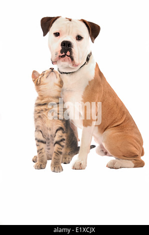 Eine Olde English Bulldogge und Kitten auf einen weißen Hintergrund. Stockfoto