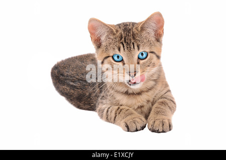 blauäugige Tabby Kitten mit Zunge heraus auf weiß Stockfoto
