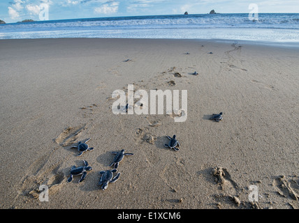 Baby-Schildkröten (Chelonia Mydas) machen ihren Weg zum Meer für die erste Zeit, Sukamade Strand, Java, Indonesien Stockfoto