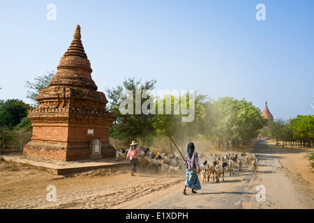 Herde von Ziegen, Bagan, Myanmar, Asien Stockfoto