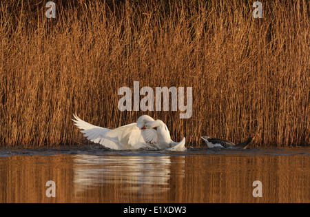 Schar von drei Gänse schwimmen im Teich; zwei Graylag Graugänse und