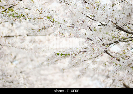 neue koreanische Kirschblüten in voller Blüte Stockfoto