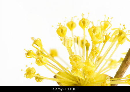 Nahaufnahme eines gelben Cornelian Cherry Blume Stockfoto