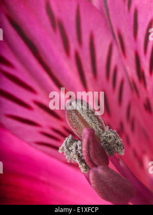 Eine Makroaufnahme einer Blume alstroemeria Stockfoto