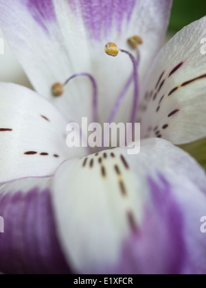 Eine Makroaufnahme einer Alstroemeria-Blüte Stockfoto