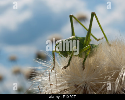 grüne Heuschrecke auf trockene Blüte der Mariendistel Stockfoto