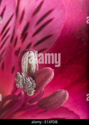 Eine Makroaufnahme einer Blume alstroemeria Stockfoto