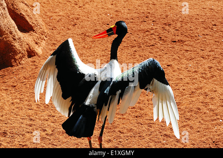 Saddlebill Storch (Ephippiorhynchus Senegalensis) mit Flügeln. Stockfoto