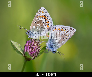 Gemeinsame blaue Schmetterlinge Paarung auf Klee Stockfoto