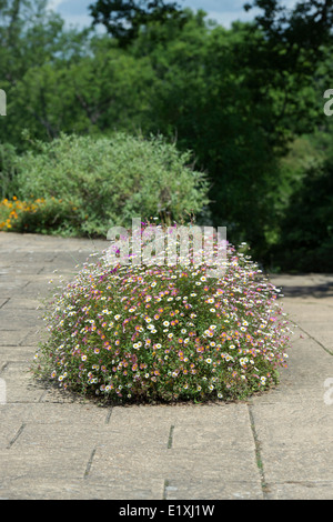 Erigeron karvinskianus. Berufskraut Daisy Blumen auf einem Garten Weg. Großbritannien Stockfoto